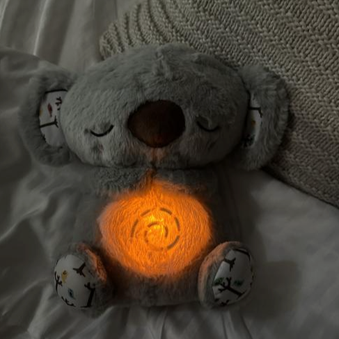 Baloo Koala